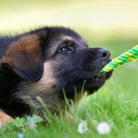 Щенок играет с верёвкой