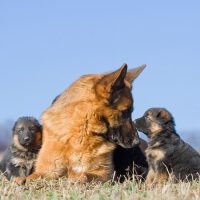 Два щенка играют с мамой