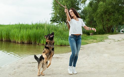 Игра с немецкой овчаркой