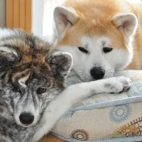 Две собаки спят на подушках