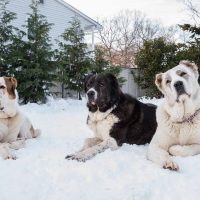 Три внушительных пса лежат на снегу