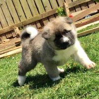 Щенок играет на траве