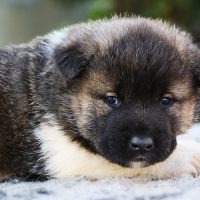 Щенок американской акиты