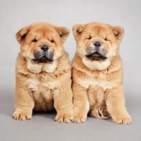 Два толстеньких щенка