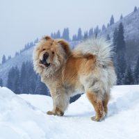 Большой пёс в снежных горах