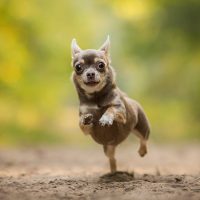Смешной пёсик бежит по дорожке