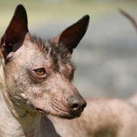 Ксоло крупным планом