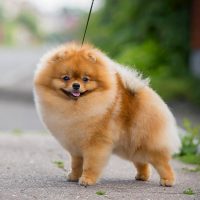 Пушистая собачка на поводке