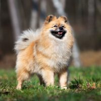 Немецкий шпиц на природе