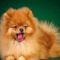 Рыжий пёсик высунул язычок