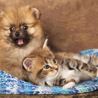 Немецкий шпиц и котёнок мейн-кун