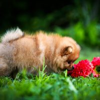 Кругленький пёсик нюхает цветы