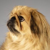 Царственно позирующий пёсик