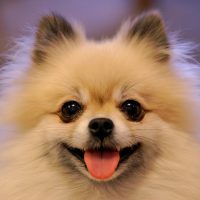 Улыбка милой собачки