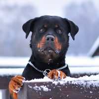 Бдительный пёс выглядывает из-за забора