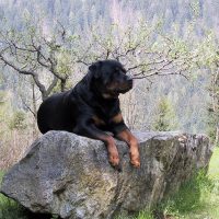 Пёс лежит на камне в весеннем саду