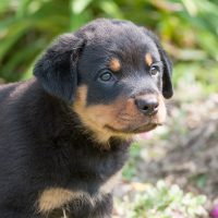 Совсем маленький ротвейлер