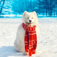 Пёс в красном шарфике