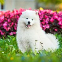 Белоснежный самоед среди цветов