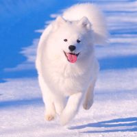 Весёлый пёс бежит по снегу