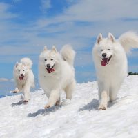Бегущие белые собаки