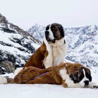 Два сенбернара зимним утром