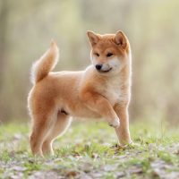 Красивая собака на природе