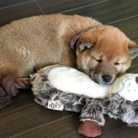 Щенок спит с игрушкой
