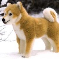 Сиба-ину похож на игрушку