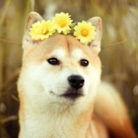 Собака в цветочном венке