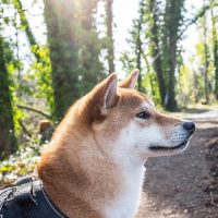 Породистый пёс в утреннем лесу