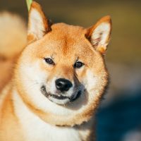 Рыжий пёс крупным планом