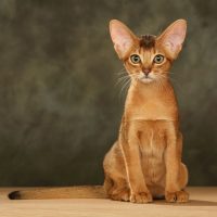 Абиссинская кошка сидит