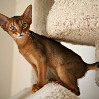 Кошка навострила ушки