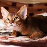 Котёнок на кровати