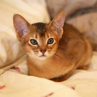 Котёнок лежит на постели