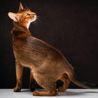 Изящная кошка на чёрном фоне