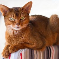 Портрет хмурого кота