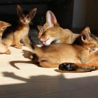 Кошка с котятами греется на солнце