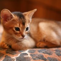 Лежащий котёнок на покрывале