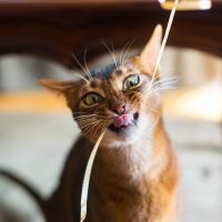 Кот грызёт верёвочку