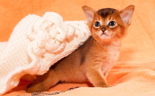 Котёнок выбирается из-под вязаной шляпки