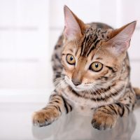 Котёнок опёрся на стол