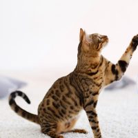 Бенгал играет с верёвочкой