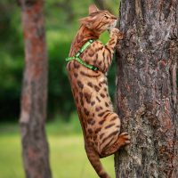 Кот лезет на дерево