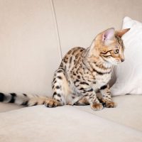 Котёнок на диване