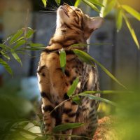 Бенгальский кот мечтает в листве