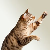 Бенгальский котёнок что-то ловит