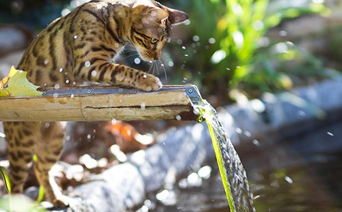 Кошечка играет с текущей водой