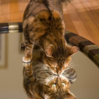Кот на зеркальном столе